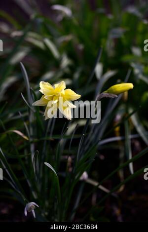 double flowered narcissus,double yellow flowers,flowering,spring garden,old variety,old varieties,daffodil,daffodil,RM Floral Stock Photo