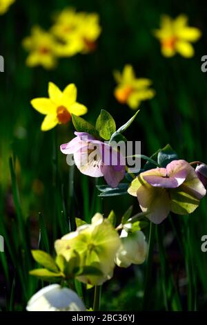 Hellebore,helleborus,Narcissus cyclamineus jetfire,Daffodil,yellow flowers,orange trumpets,pink hybrid,hybrids,spring flower,flowers,blossom,blossoms, Stock Photo