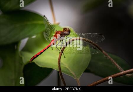 A Ruby Meadowhawk dragonfly sees something more interesting Stock Photo