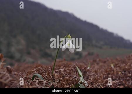 Caucasian Snowdrop (Galanthus Caucasicus) is a rare endemic species of Azerbaijan and the Caucasus. Stock Photo