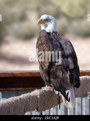 A Bald Eagle sits quietly on its perch enjoying the afternoon sun's warmth. Stock Photo