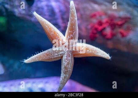 Close up of Common starfish or sea star, Asterias rubens, on the glass of an aquarium tank at Ripley's Aquarium Toronto, Canada Stock Photo