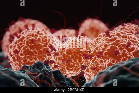 Coronavirus cells in human body. Respiratory virus in microscopic view ...