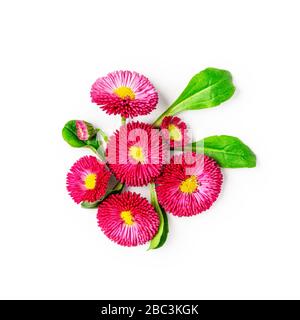 Daisy flower creative composition. Pink bellis perennis flowers isolated on white background with clipping path. Floral arrangement, design element. S Stock Photo