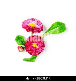 Daisy flower creative composition. Pink bellis perennis flowers isolated on white background with clipping path. Floral arrangement, design element. S Stock Photo