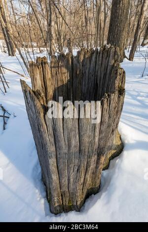 Old and hollow tree stump at the Bundy Hill nature preserve in Isabella Country, Michigan, USA Stock Photo