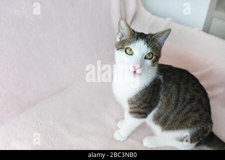 Cute young domestic tabby cat meowing with open mouth, sitting on pink couch, looking at camera. Selective focus, copy space Stock Photo