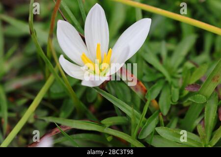 Zephyranthes candida, with common names that include autumn zephyrlily, white windflower and Peruvian swamp lily is a species of rain lily. Stock Photo