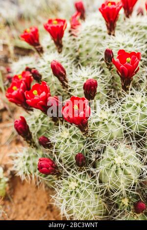 red flowers of claret cup cactus bloom in the desert of utah Stock Photo