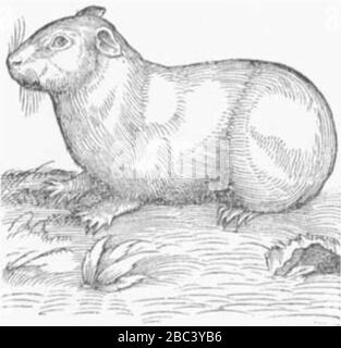 Guinea pig from Conrad Gesner Historia animalium (1551). Stock Photo