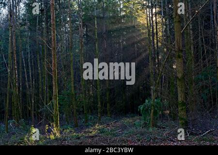 Sunburst through trees in the New Forest Stock Photo