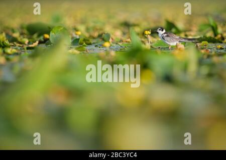 Black Tern (Chlidonias niger), juvenile on habitat. Nemunas Delta. Lithuania. Stock Photo