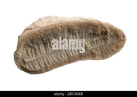 fern fossil imprint isolated on white background Stock Photo