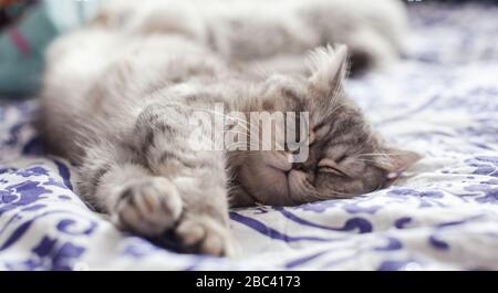 Scottish Straight. Cute cat portrait, happy pet. Stock Photo