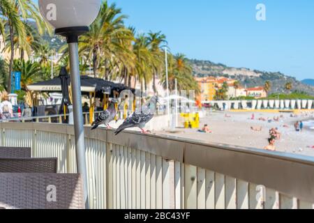 Two mottled pigeons stand on a cafe railing overlooking the beach and sea in the Mediterranean town of Menton, France, on the French Riviera. Stock Photo