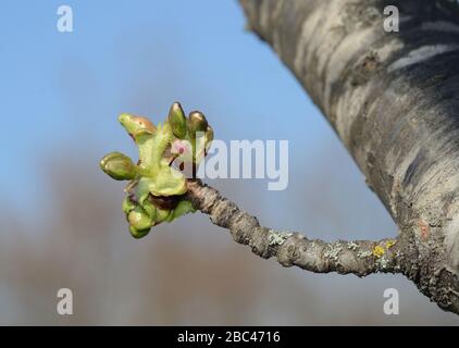 Young buds of a cherry on a branch Stock Photo