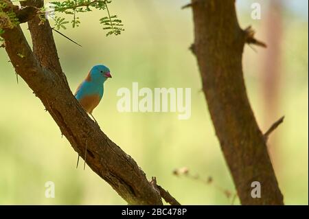 A Blue Waxbill Cordon Bleu finch, perching on a tree Stock Photo