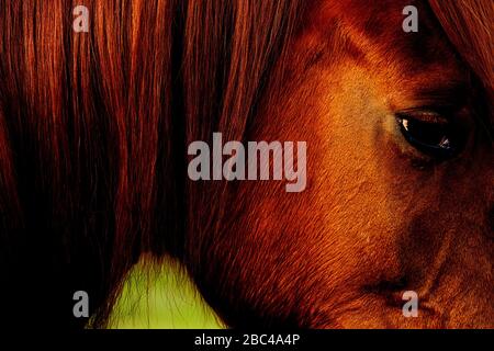 Closeup of horse's head from side. Strong colours fill the frame, showing detail of eye, face and mane Stock Photo