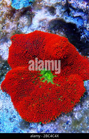 Red colorful carpet sea anemone - Stichodactyla haddoni Stock Photo