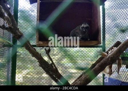 Captive Asian Palm Civet in its cage used in the production of coffee in Da Lat, Vietnam Stock Photo