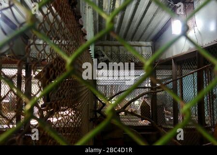 asian palm civet,Kopi luwak,caged,asia,vietnam,cage,agriculture,animal,captive,coffee,weasel,production,drink,controversial,captivity,trapped,small,so Stock Photo