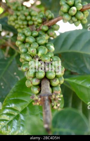 Close up of green raw coffee beans on plant in Da Lat, Vietnam Stock Photo