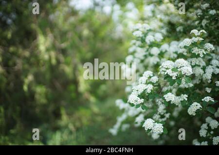 Bush cherry in bloom with small white flowers. Stock Photo
