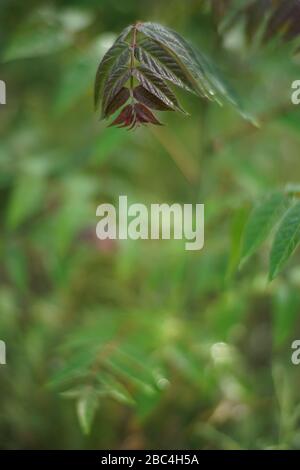 Beautiful green and red leaves of a growing bush in the spring Stock Photo