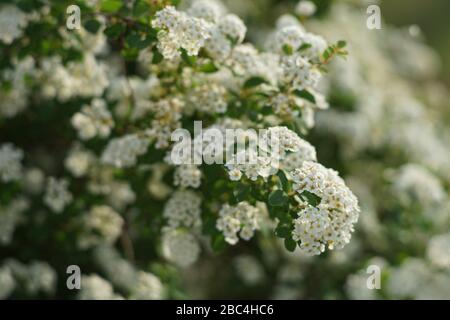 Bush cherry in bloom with small white flowers closeup. Stock Photo