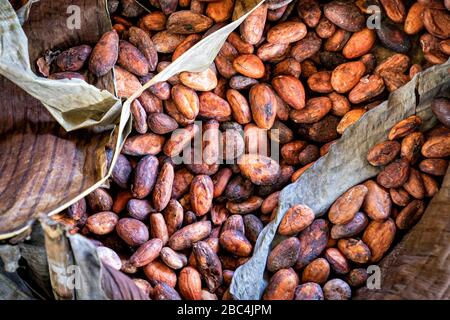 Cacao beans roasted and wrapped in banana leaves for artisan processing near Lake Atitlan, Guatemala. Stock Photo