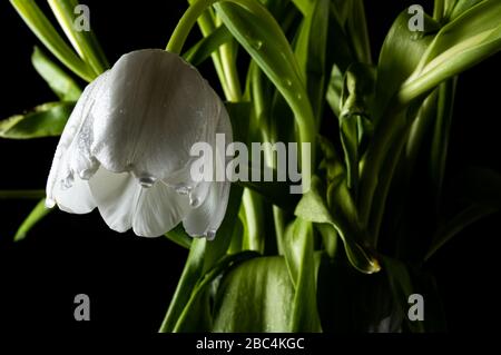 spectacular studio lights used to make this black background and white tulips spring to life Stock Photo