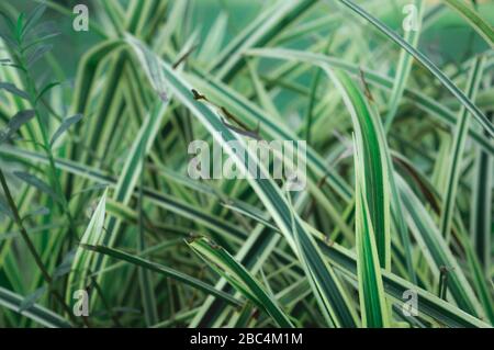 Green plant leaf abstract background. Textured effect. Blades of grass in Lush green meadow. Natural crisscross pattern design elements. Full frame. W Stock Photo