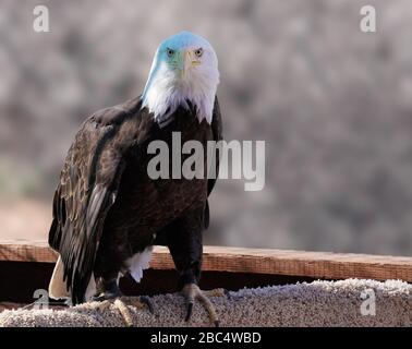 A male bald eagle sitting on a perch looks directly at the camera. Stock Photo