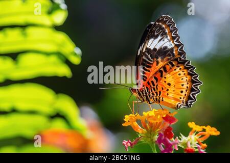 Leopard Lacewing - Cethosia cyane, beautiful orange and red butterfly from East Asian forests, Malaysia. Stock Photo