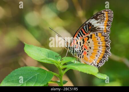 Leopard Lacewing - Cethosia cyane, beautiful orange and red butterfly from East Asian forests, Malaysia. Stock Photo