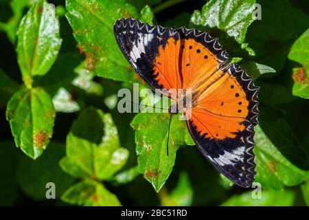 Leopard Lacewing - Cethosia cyane, beautiful orange and red butterfly from East Asian forests, Malaysia. Stock Photo