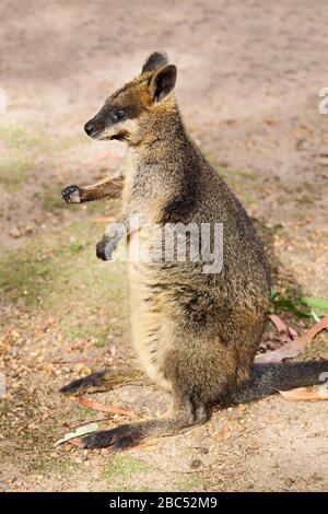 Mammals /  Brush tailed rock wallaby in Halls Gap Zoo, Victoria Australia. Halls Gap Zoo is the largest regional zoo and covers an area of 53 acres.It Stock Photo