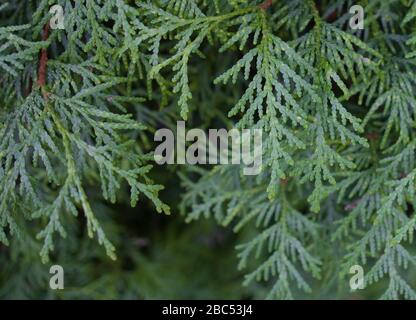 A close-up photo of the Chinese thuja leaves, whose Latin name is thuja sutchuenensis. Stock Photo