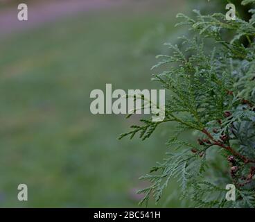 A close-up photo of the Chinese thuja leaves, whose Latin name is thuja sutchuenensis. Stock Photo
