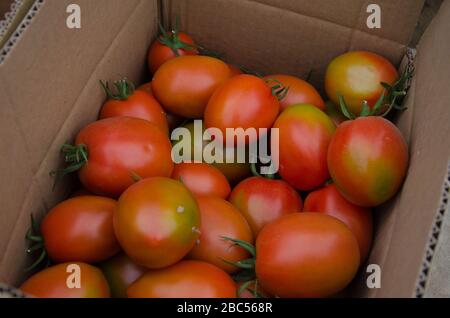 Tomatoes freshly picked at MA Agri Farms in Faisalabad Pakistan are ready to be shipped. Stock Photo