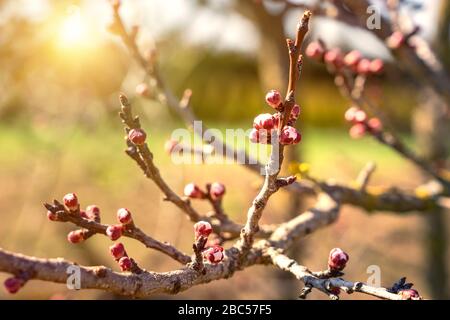 peach tree flower buns in sunlight newness springtime concept Stock Photo