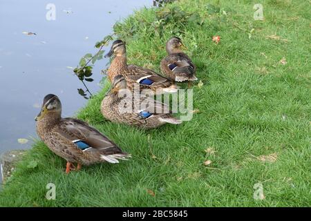 Mallard Ducks. female, resting on a grass bank of a lake. Stock Photo