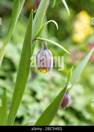 A close up of the small chocolate and yellow nodding flowerheads of Fritillaria uva-vulpis Stock Photo
