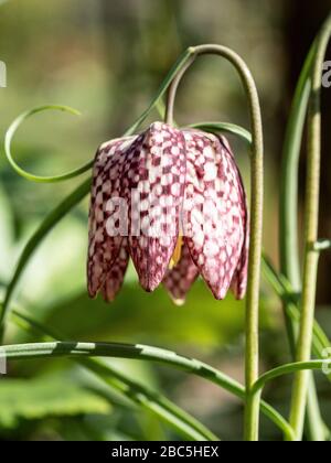 A close up of a single pink checkerboard flower of the snakes head fritillary Fritillaria meleagris Stock Photo