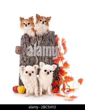 young chihuahuas in front of white background Stock Photo