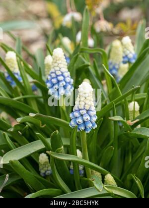 A close up of a group of white fading to blue flower spikes of the grape hyacinth Muscari armeniacum 'Mountain Lady' Stock Photo