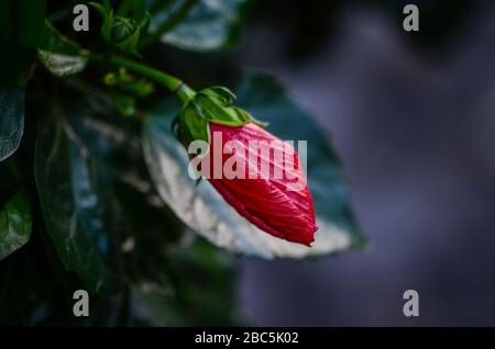 mix of summer flowers close up view Stock Photo