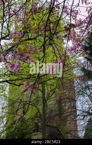 Spring blossom and The Friary Tower, Richmond, North Yorkshire, England, UK Stock Photo