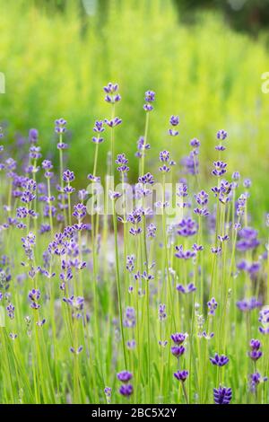 Fragrant purple lavender flowers close-up on blur green garden. Lavandula angustifolia, Lavandula officinalis bushes background Stock Photo