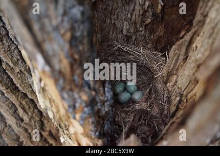 Secret bird nest of Common Blackbird (Turdus merula) with 4 turquoise colored eggs hidden in an old tree trunk Stock Photo